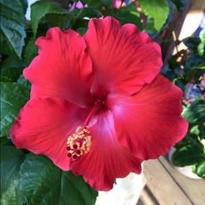 Meet your Posher, Evelyn